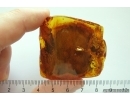 Nice Big 47mm! Tree Bark. Fossil inclusion in Baltic amber stone #12109