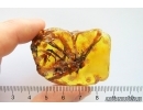 Nice Big 40mm Plant. Fossil inclusion in Baltic amber stone #12110