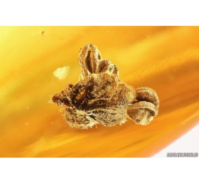 Nice Flower. Fossil inclusion in Baltic amber #12121