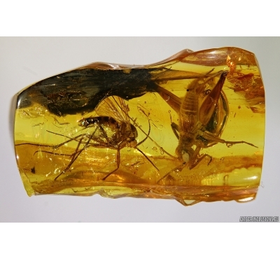 VERI NICE CRICKET ORTHOPTERA and Fungus Gnat Mycetophilidae in Baltic amber #1213