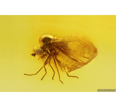 Nice Dance Fly Hybotidae. Fossil inclusion Baltic amber #12135