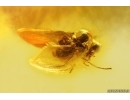 Nice Dance Fly Hybotidae. Fossil inclusion Baltic amber #12135