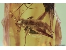 VERI NICE CRICKET ORTHOPTERA and Fungus Gnat Mycetophilidae in Baltic amber #1213