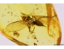 Dance Fly Empididae and Spider Araneae Fossil inclusiosn Baltic amber #12141