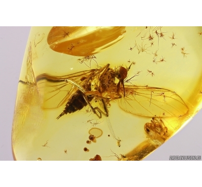 Dance Fly Empididae and Spider Araneae Fossil inclusiosn Baltic amber #12141