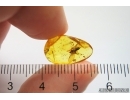 Dance Fly Empididae and Spider Araneae Fossil inclusiosn Baltic amber #12141