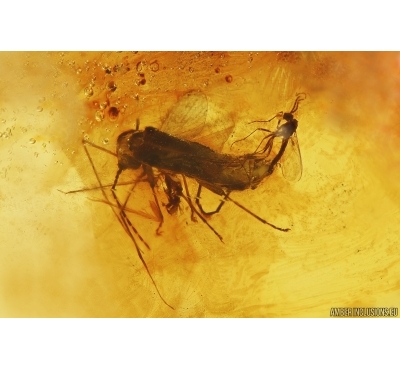 Soldier Beetle Cantharidae and More. Fossil insects in Baltic amber Silver pendant #12147