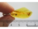 Wasp Ichneumonidae and Marsh Beetle Scirtidae. Fossil insects in Silver pendant Baltic amber #12170