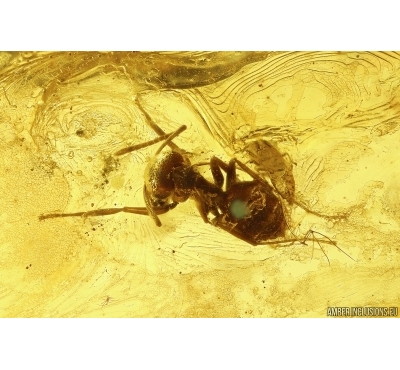 Symbiose! Ants Lasius Schiefferdeckeri and Aphids Aphidoidea. Fossil inclusions Baltic amber #12174