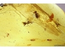 Symbiose! Ants Lasius Schiefferdeckeri and Aphids Aphidoidea. Fossil inclusions Baltic amber #12174