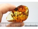 Ant Formicidae Formica Big Leaves and More Fossil inclusions Ukrainian Rovno amber #12176R
