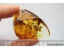 Ant Formicidae Formica Big Leaves and More Fossil inclusions Ukrainian Rovno amber #12176R