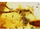 Ant Formicidae Formica Big Leaves and More Fossil inclusions Ukrainian Rovno amber #12176R