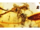 Ant Formicidae Formica Big Leaves and More Fossil inclusions Ukrainian Rovno amber #12176R