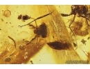 Ant Formicidae Formica Big Leaves and More Fossil inclusions Ukrainian Rovno amber #12176R