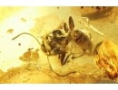 Ant Formicidae Camponotus mengei. Fossil inclusion in Ukrainian Rovno amber #12182R
