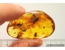 Ant Formicidae Camponotus mengei. Fossil inclusion in Ukrainian Rovno amber #12182R