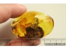 Ant Formicidae Camponotus mengei. Fossil inclusion in Ukrainian Rovno amber #12184R