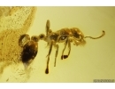 Rare Ant Tetraponera simplex. Fossil insect in Baltic amber #12188