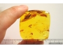 Rare Ant Tetraponera simplex. Fossil insect in Baltic amber #12188