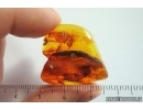 Rare Ant Tetraponera simplex. Fossil insect in Baltic amber #12200