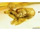 Rare Ant Tetraponera simplex and More. Fossil inclusions Ukrainian Rovno amber #12201R