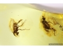 Rare Ant Tetraponera simplex and More. Fossil inclusions Ukrainian Rovno amber #12201R