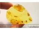 Rare Ant Tetraponera simplex and More. Fossil inclusions Ukrainian Rovno amber #12201R