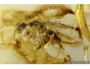 Rare Ant Dolichoderus tertiarius and Brown Scavenger Beetle Latridiidae. Fossil inclusions Baltic amber #12203