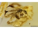 Rare Ant Dolichoderus tertiarius and Brown Scavenger Beetle Latridiidae. Fossil inclusions Baltic amber #12203