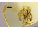 Rare Ant Dolichoderus tertiarius and Brown Scavenger Beetle Latridiidae. Fossil inclusions Baltic amber #12203