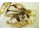 Rare Ant Dolichoderus tertiarius and Brown Scavenger Beetle Latridiidae. Fossil inclusions Baltic amber #12203