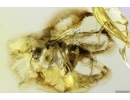 Rare Ant Dolichoderus tertiarius and Brown Scavenger Beetle Latridiidae. Fossil inclusions Baltic amber #12203