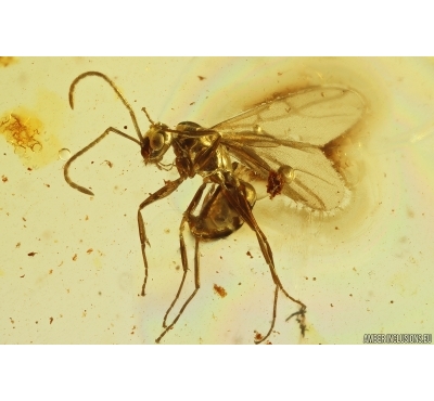 Nice Rare Winged Ant Formicidae Nylanderia pygmaea. Fossil inclusion in Baltic amber #12205