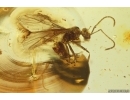 Nice Rare Winged Ant Formicidae Nylanderia pygmaea. Fossil inclusion in Baltic amber #12205