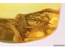 Planthopper Fulgoromorpha Fossil inclusion in Baltic amber #12214