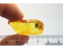 Planthopper Fulgoromorpha Fossil inclusion in Baltic amber #12214