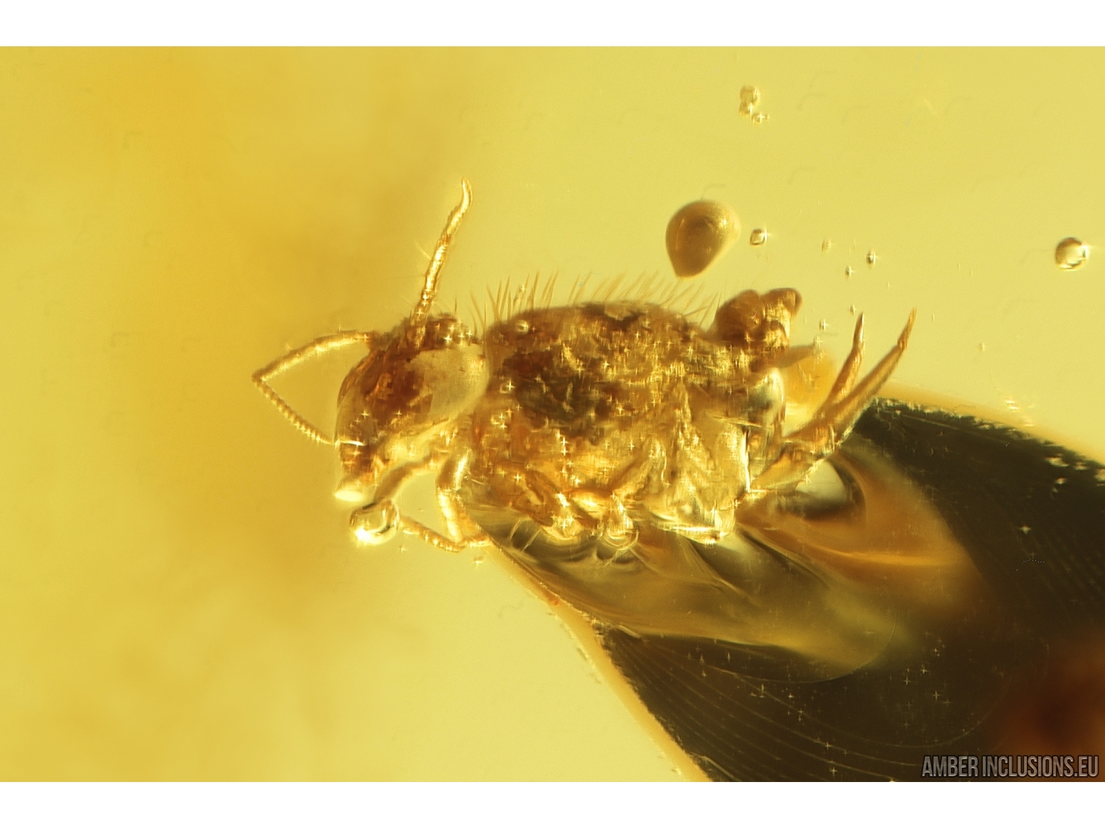 Wasp, Springtail, Dance fly, Leaf and More. Fossil inclusions Baltic ...