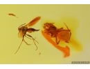 Spider Araneae and Dark-Winged fungus gnat Sciaridae. Fossil inclusions Baltic amber #12217
