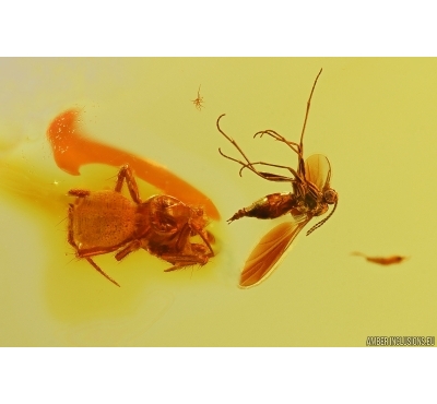 Spider Araneae and Dark-Winged fungus gnat Sciaridae. Fossil inclusions Baltic amber #12217
