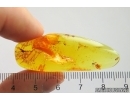 Spider Araneae and Dark-Winged fungus gnat Sciaridae. Fossil inclusions Baltic amber #12217
