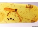 Crane fly Limnophilinae Palaeopoecilostola. Fossil inclusion in Baltic amber #12220