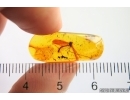 Crane fly Limnophilinae Palaeopoecilostola. Fossil inclusion in Baltic amber #12220