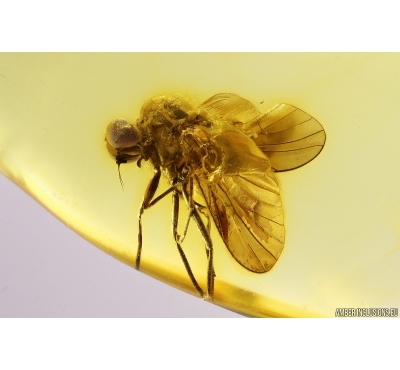 Snipe Fly Rhagionidae. Fossil insect in Baltic amber Silver pendant #12225