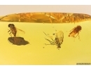 Two Nice Snipe Flies Rhagionidae and Leafhopper Cicadellidae. Fossil insects in Baltic amber #12226