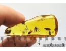 Two Nice Snipe Flies Rhagionidae and Leafhopper Cicadellidae. Fossil insects in Baltic amber #12226