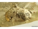 Ant Formicidae Ctenobethylus goepperti with unknown egg.  Fossil insect Ukrainian Rovno amber #12227R