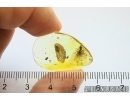 Ant Formicidae Ctenobethylus goepperti with unknown egg.  Fossil insect Ukrainian Rovno amber #12227R