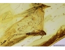Nice Mayfly Ephemeroptera Leptophlebiidae Paraleptophlebia. Fossil insect Baltic amber stone #12228