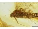Nice Mayfly Ephemeroptera Leptophlebiidae Paraleptophlebia. Fossil insect Baltic amber stone #12228